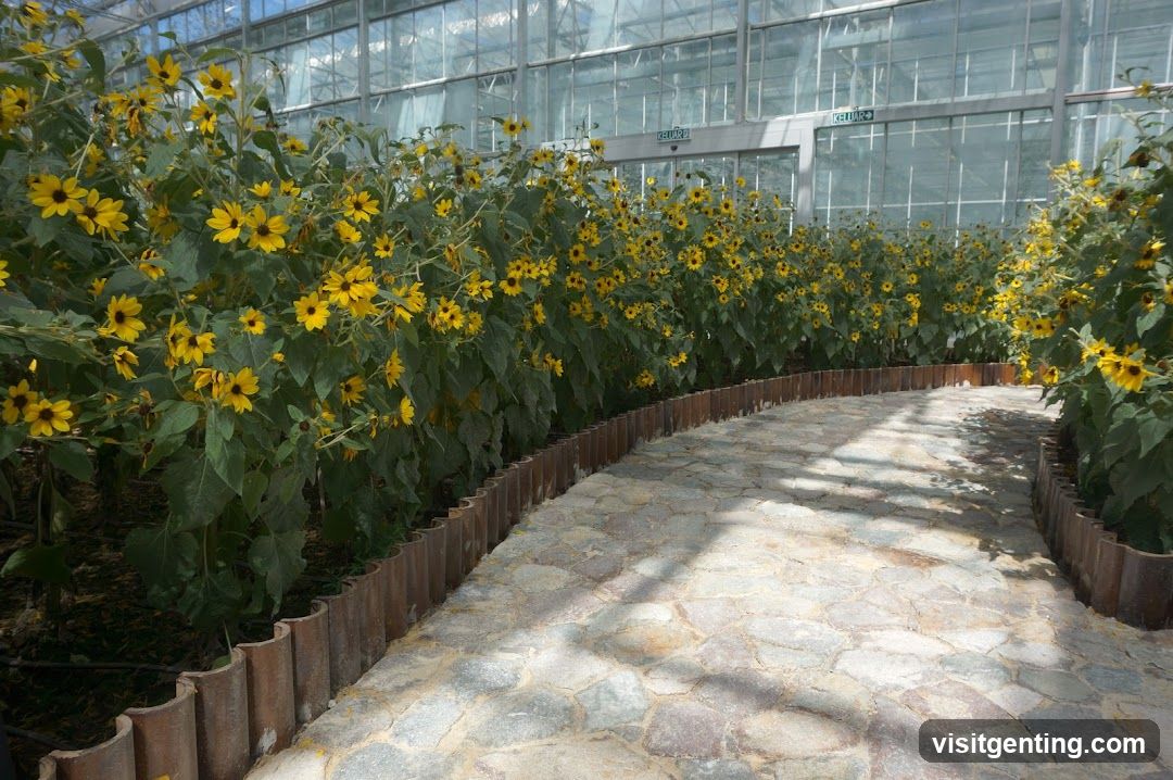Sunflower Garden in Greenhouse