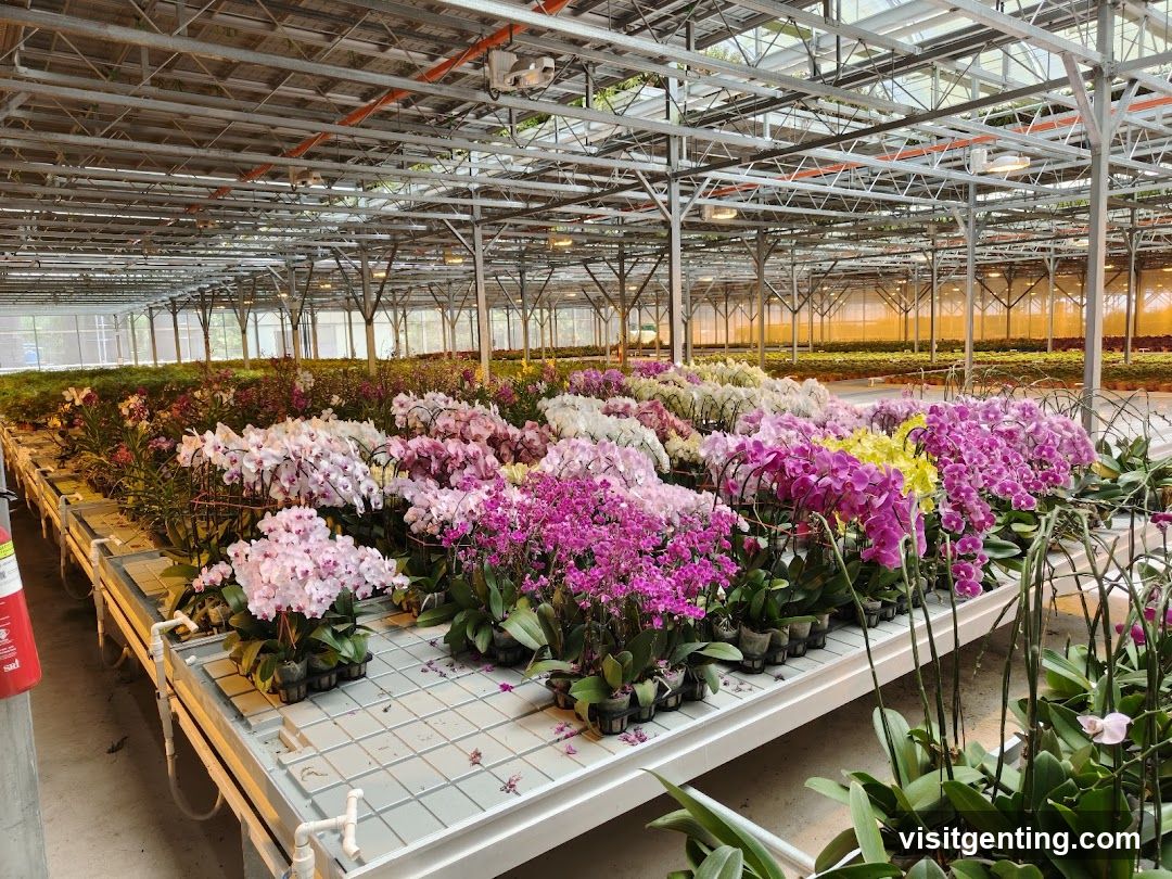 Orchid greenhouse interior