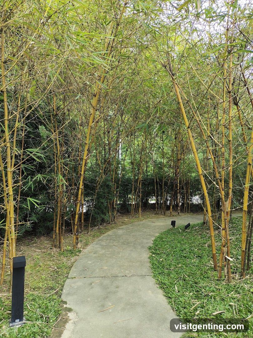 Bamboo Grove Pathway