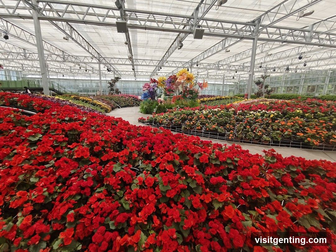 Flower greenhouse interior
