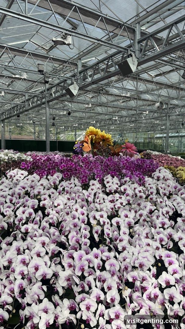 Floral Display in Greenhouse