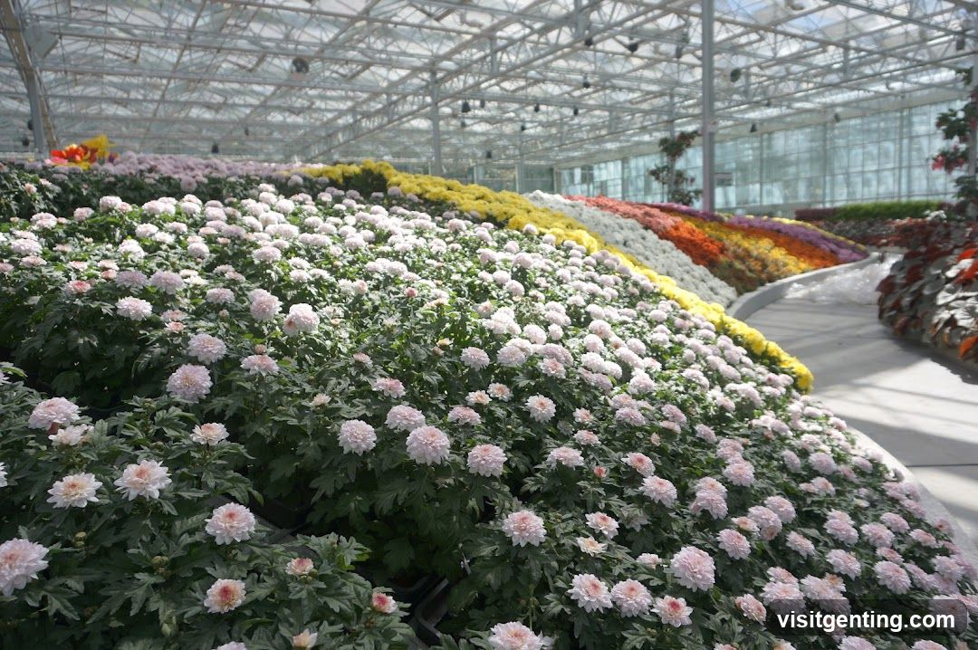 Floral Display in Greenhouse