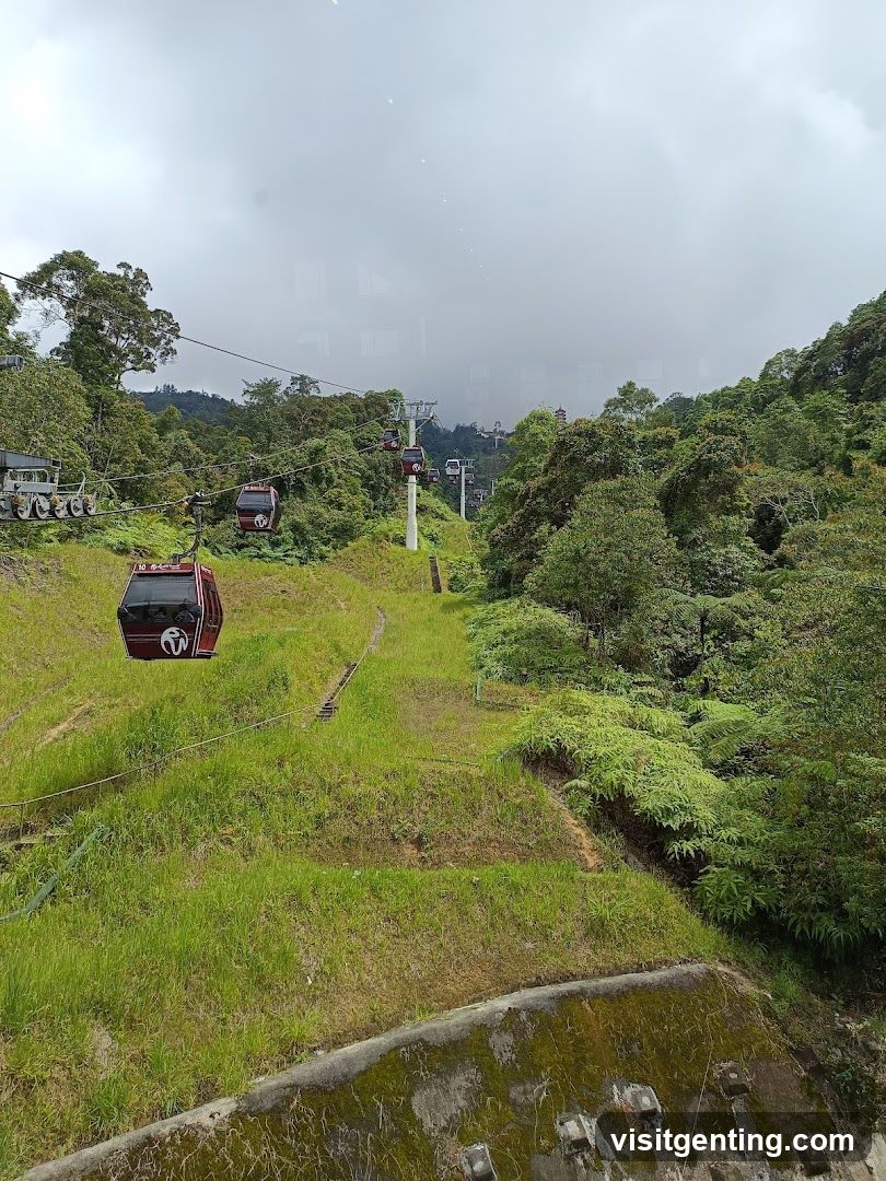 Cable Car View in Forested Area