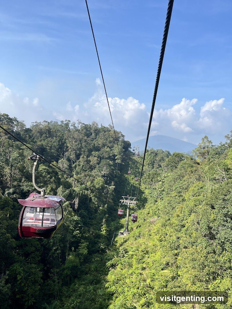 Cable Car Over Forest