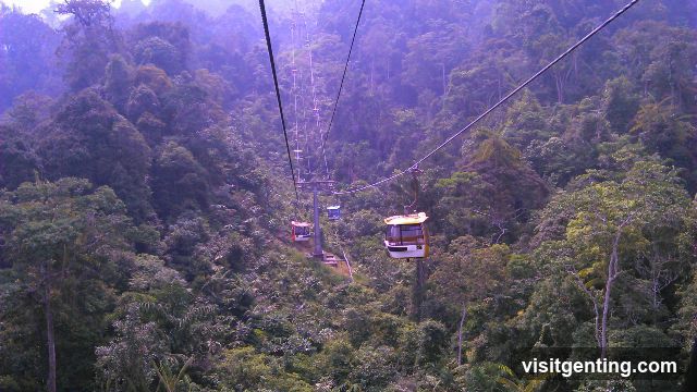 Cable Car Over Forest