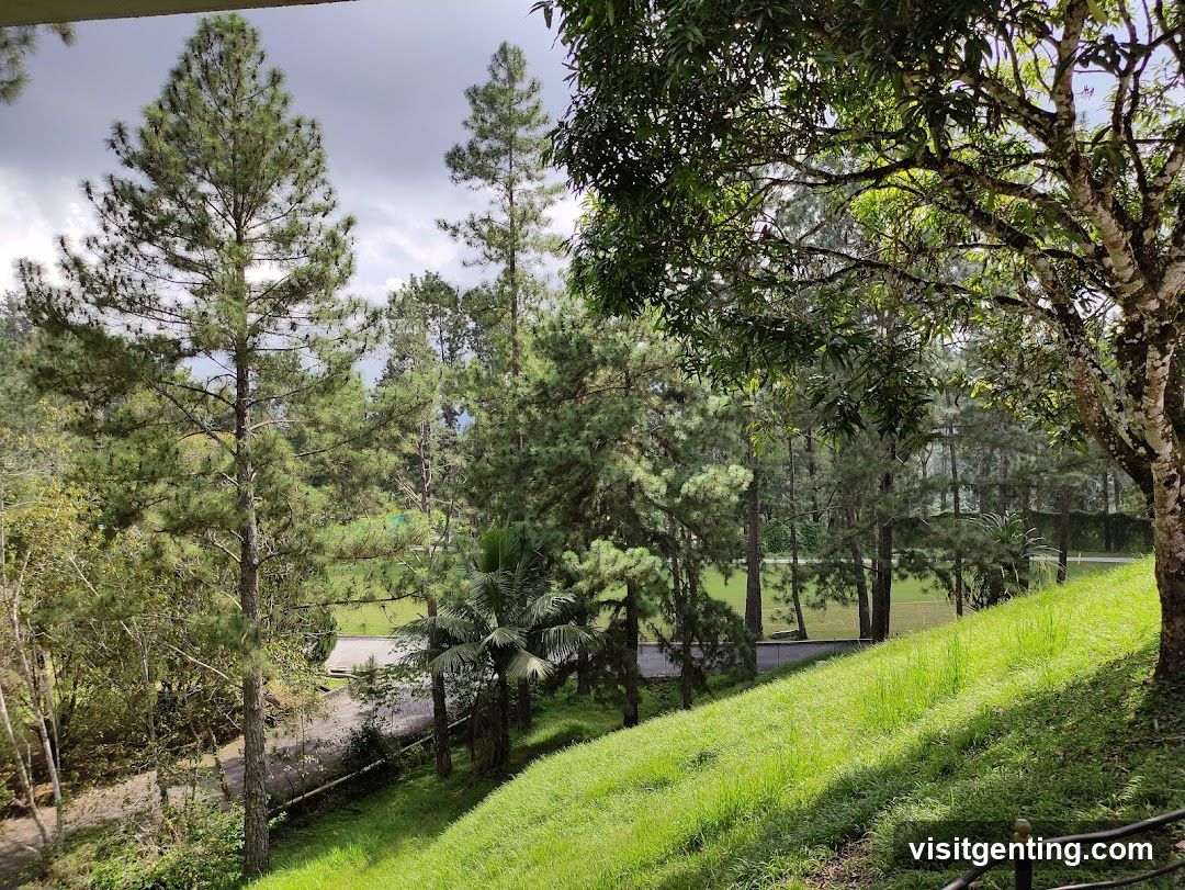 Forest View