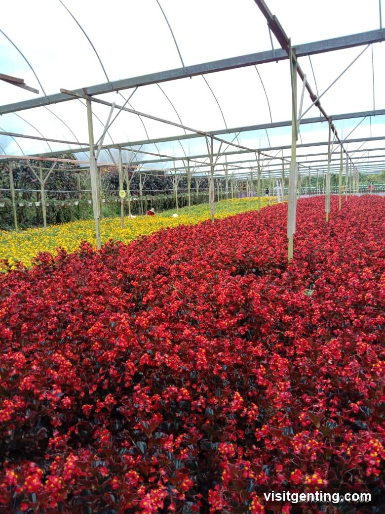 Flower greenhouse interior