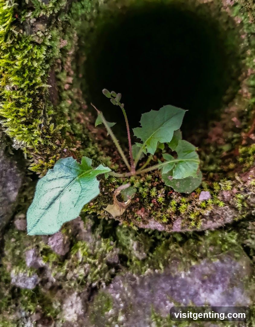 Mossy Stone with Emerging Plant