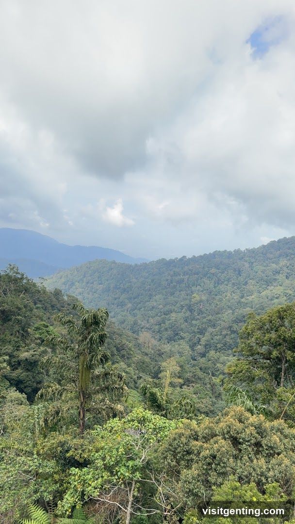 Mountainous Forest Landscape