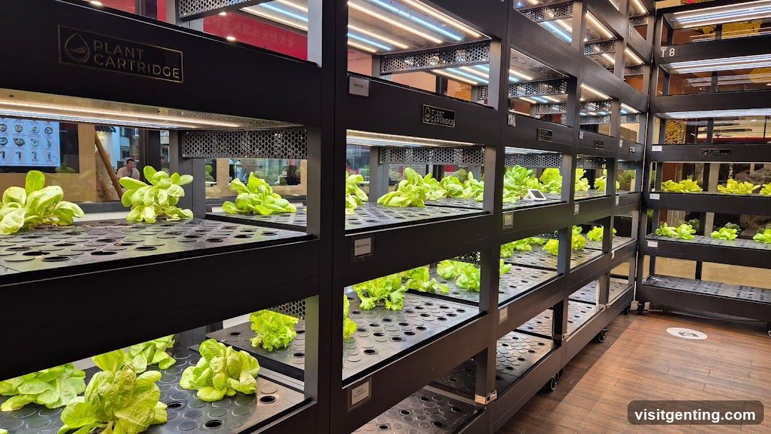 Indoor hydroponic vegetable display
