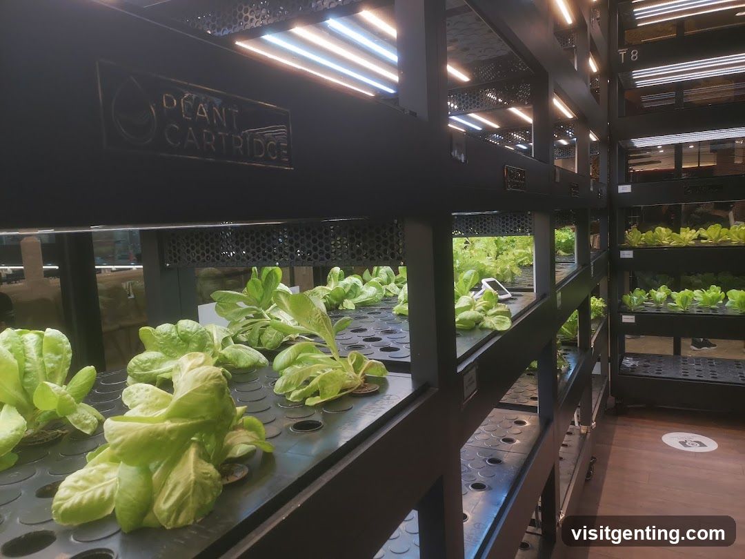 Indoor hydroponic vegetable grow station