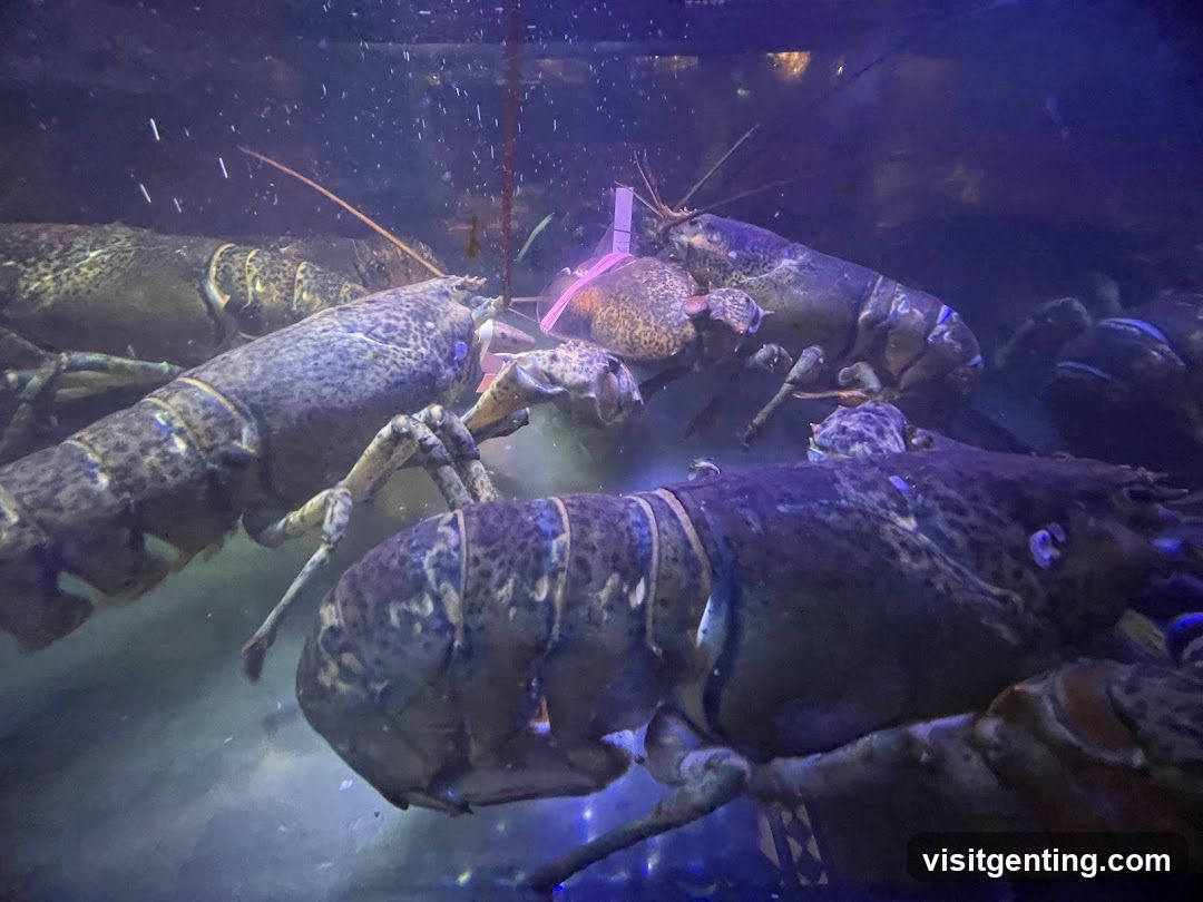 Lobsters in aquarium