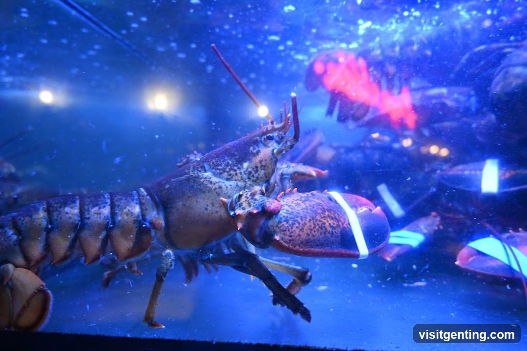 Aquarium Display
