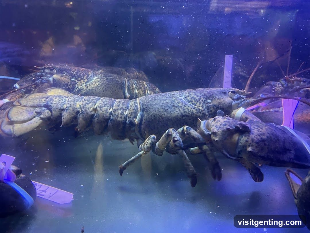 Live lobsters in aquarium