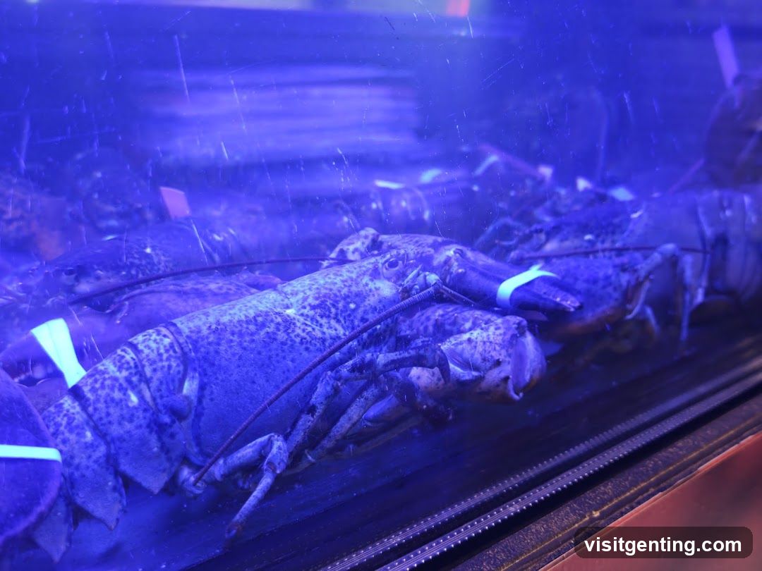 Lobsters in display tank