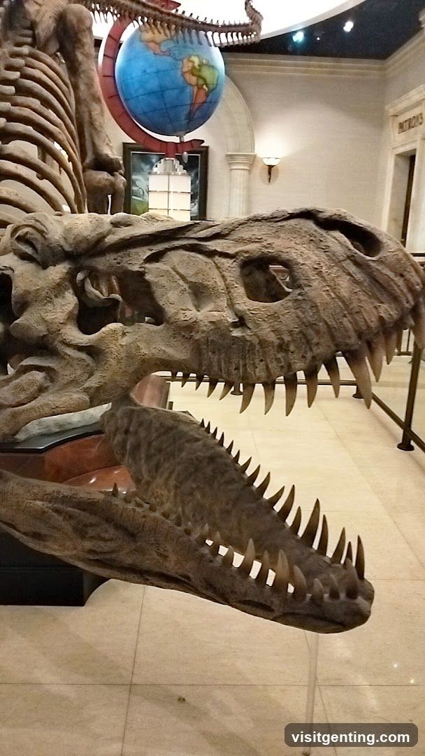 Dinosaur Skeleton Display