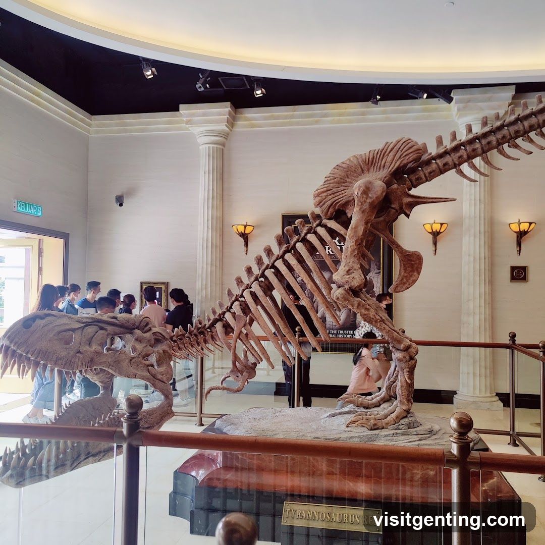 Tyrannosaurus Rex Skeleton Display