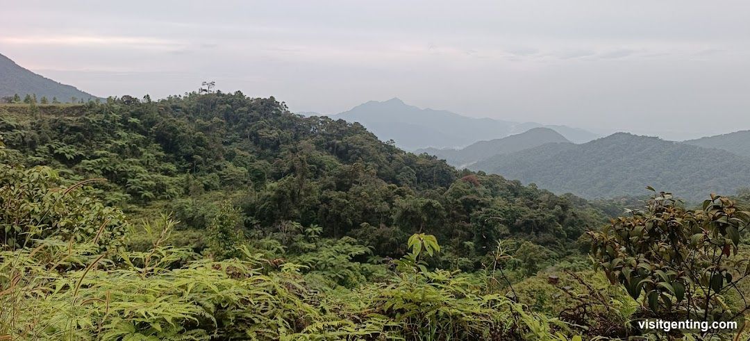 Misty Mountain Landscape